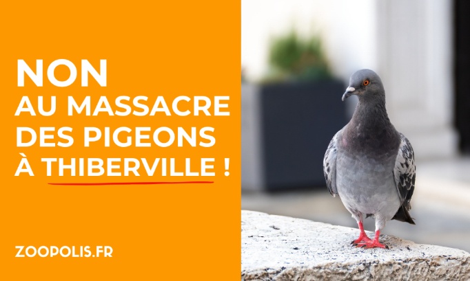 Non à la cruauté envers les pigeons à Thiberville