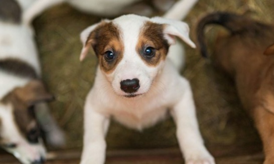 Stop aux salons de vente de chiots et chatons à Cholet