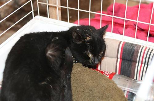 Négligence sur animaux à la fourrière de Niort enfin dévoilée !