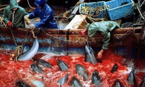Stop au massacre sur l'île de Taiji