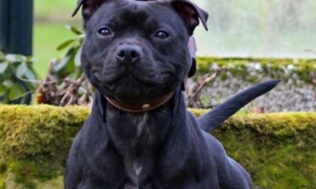 Pour que Curtis puisse vivre