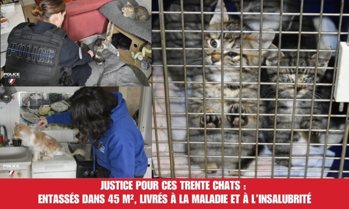 Justice pour ces trente chats : entassés dans 45 m², livrés à la maladie et à l’insalubrité