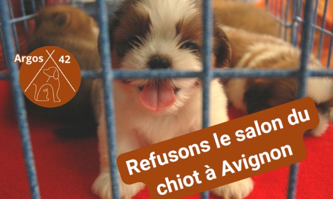 Salon du Chiot Avignon 2026 : stop aux ventes d’animaux
