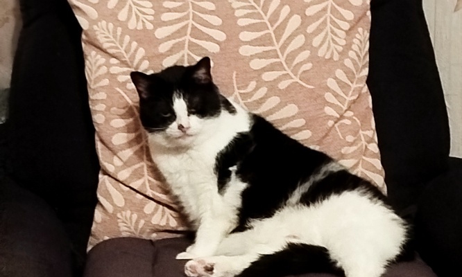 Pour l'interdiction de la fourrure animale et le renforcement des contrôles