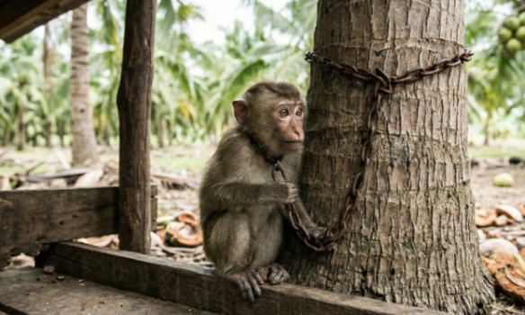 Arrêtez le travail forcé : interdisez les noix de coco cueillies par des singes en Thaïlande
