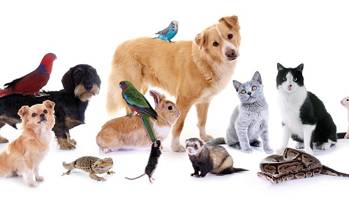 Arrêtons de mal parler aux animaux