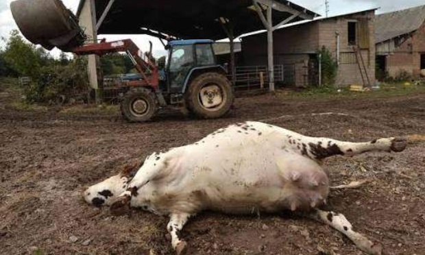 Pour la protection urgente du règne animal et des espèces