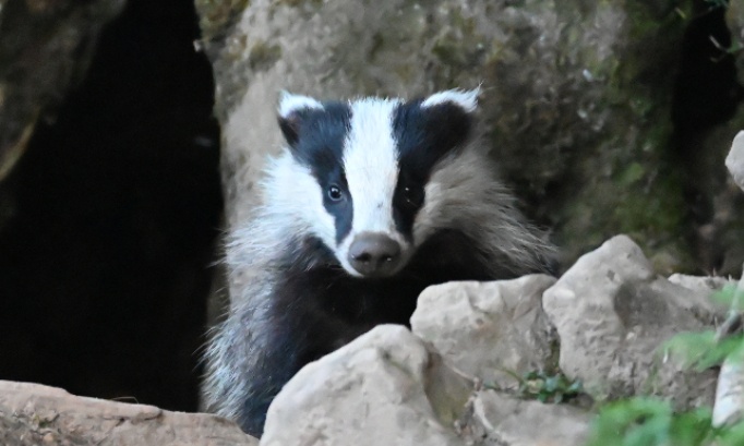 Mobilisons-nous encore une fois contre la vénerie sous terre du blaireau !