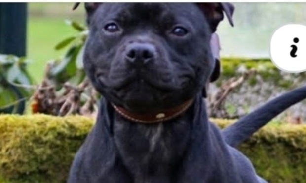 Il faut cesser d'euthanasier les chiens, qui ont été instrumentalisés