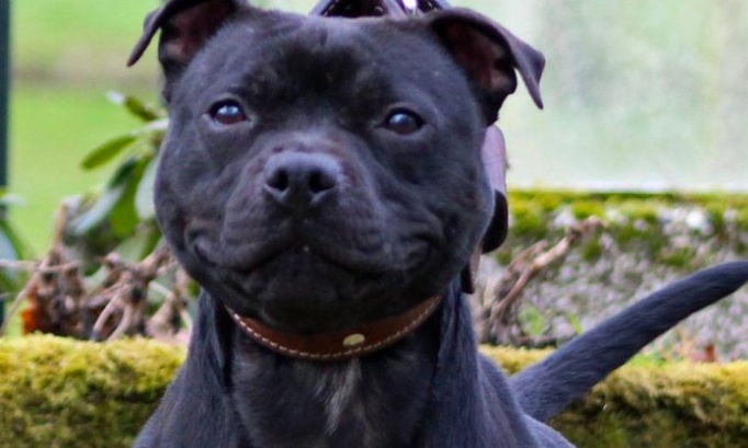 Non à l'euthanasie de Curtis, donnez-lui une vraie seconde chance !