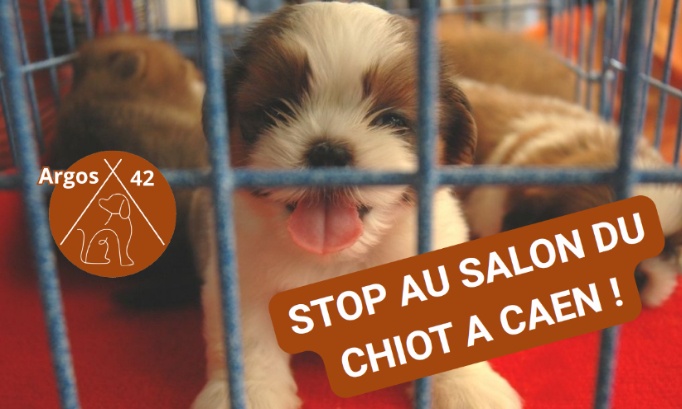 Stop aux salon du chiot à Caen