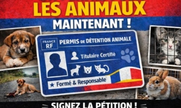 Pour la mise en place d'un véritable permis à détenir des animaux de compagnie en France