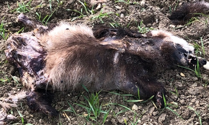 Stop à la chasse et au piégeage du blaireau dans la Vienne !