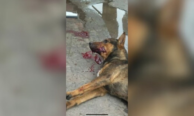 Touristes : au Maroc, des milliers de pauvres chiens sont massacrés pour vous