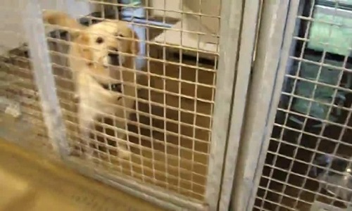 Chapitre 2 de la SPA Beauvais.