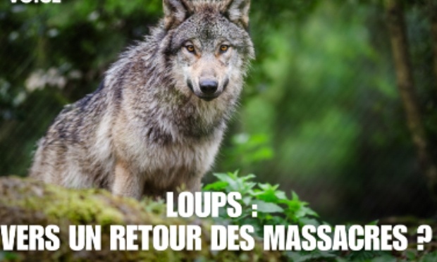 Non à l’autorisation d’un nouvel arrêté pour encore plus d’abattages de loup!!!