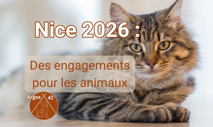 Nice 2026 : Des engagements pour les animaux | Municipale 2026