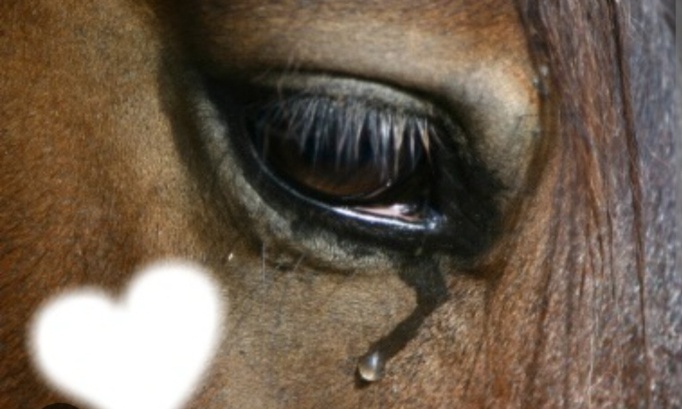 Justice pour les chevaux de Liberchies : Pour une interdiction définitive de détenir des animaux et des sanctions pénales fermes.