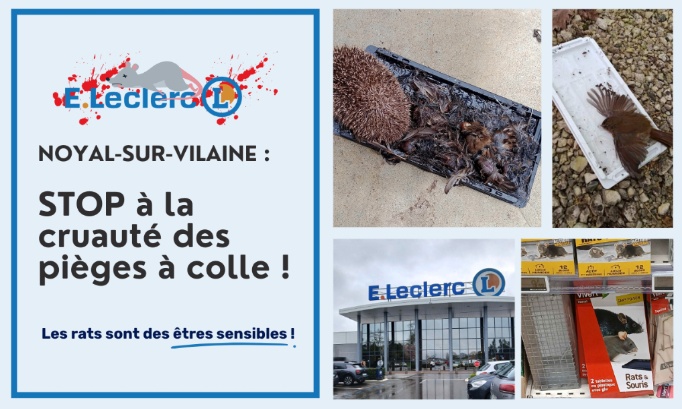 E.Leclerc Noyal-sur-Vilaine : stop aux pièges à colle
