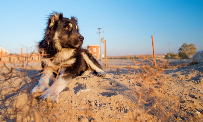 Non à l’abandon des animaux de compagnies aux Emirats depuis la guerre en Iran