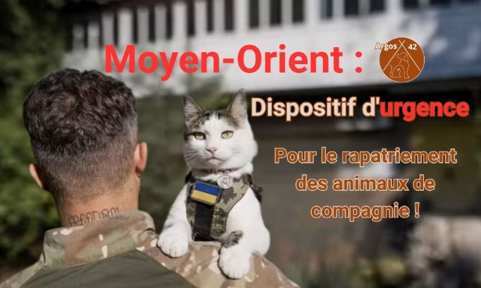 Moyen-Orient : Dispositif d'urgence permettant le rapatriement des animaux de compagnie