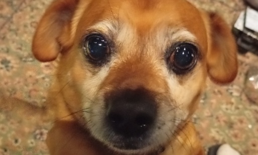 Petition : Sauvons Nestor