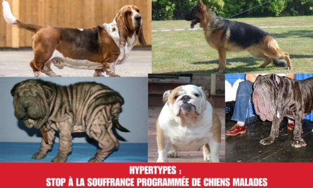 Hypertypes : stop à la souffrance programmée de chiens malades