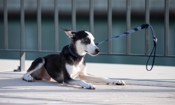 Stop à l’abandon d’animaux par des influenceurs à Dubaï : sanctions immédiates