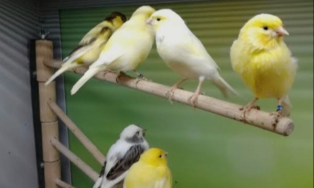 Stop à la vente d'oiseaux en animalerie chez Villaverde