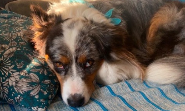 Pétition : Justice pour Lanko, assassiné à la mort au rat sur la voie publique