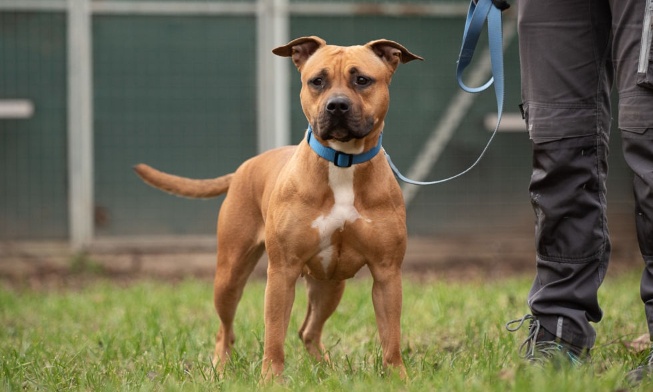 Le sort tragique des chiens instrumentalisés comme bouclier