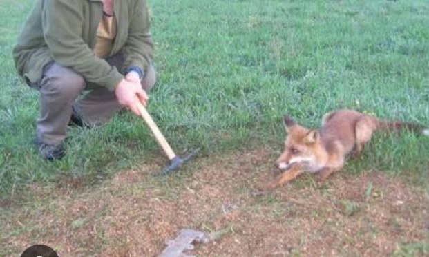 Contre le piégeage des renards dans le Vaucluse