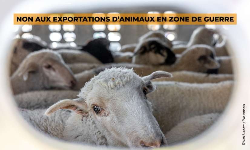 Stop au transport d'animaux vivants vers les zones de guerre !