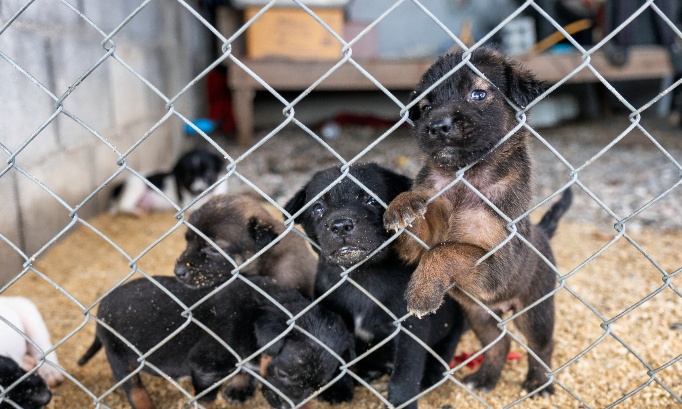 Interdisez le salon du chiot prévu à Andelnans en mars 2026