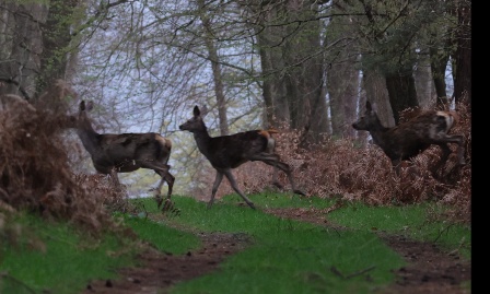 Pour l'instauration de quotas de chasse raisonnables en forêt de Roumare