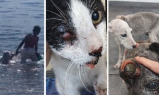 STOP à la maltraitance animale en Polynésie française