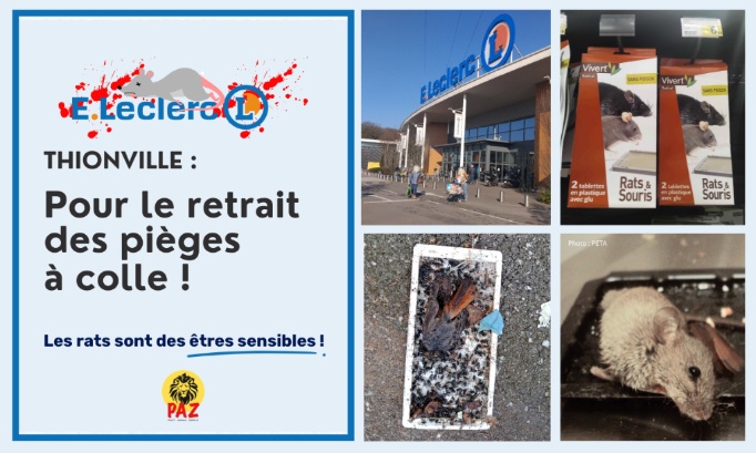 Pour le retrait des pièges à colle au E.Leclerc Thionville