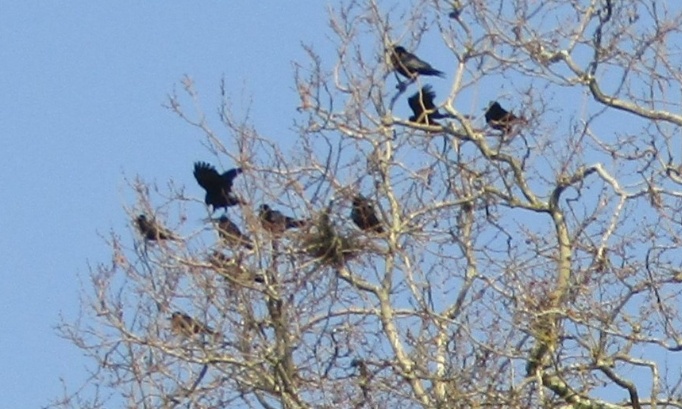 Stop aux massacres : protégez immédiatement les corvidés en France