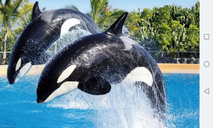 Petition très urgente pour wikie et kejo pour les transferer à loro parque bassins propres