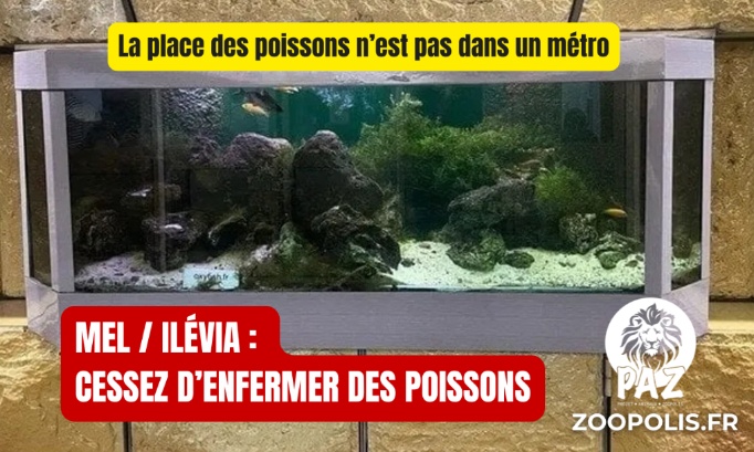 Métropole Européenne de Lille / Ilévia : cessez d'enfermer des poissons dans métro