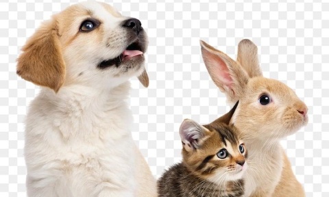 Pétition : STOP aux faux dons d'animaux sur Leboncoin