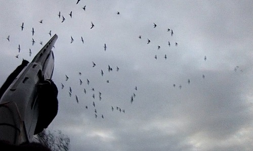 Ségolène Royal autorise la chasse aux oies après la date de fermeture officielle