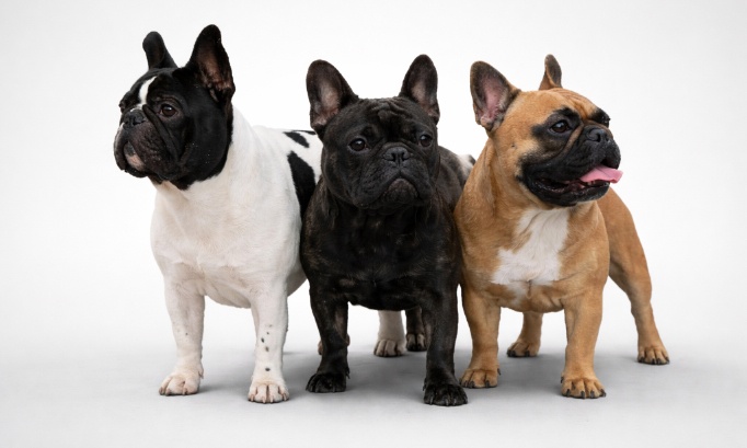 Sauvons le véritable Bouledogue Français avant qu’il ne disparaisse