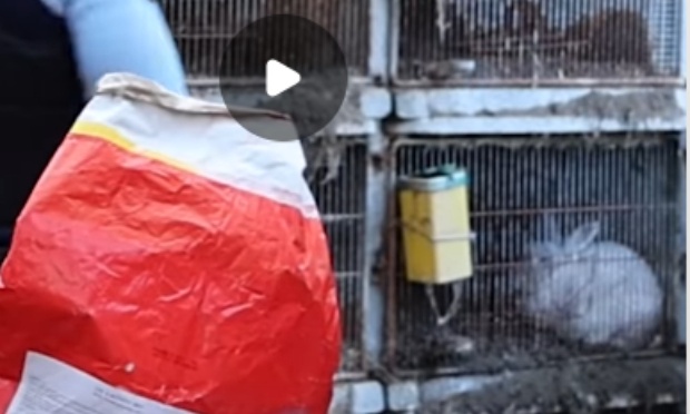 823 animaux maltraités : ils méritent justice