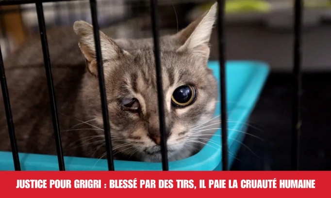 Justice pour Grigri : blessé par des tirs, il paie la cruauté humaine