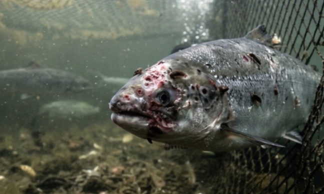 Stop the silent massacre of scottish salmon at west strome