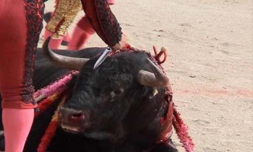 Samadet : arrêt total de la corrida