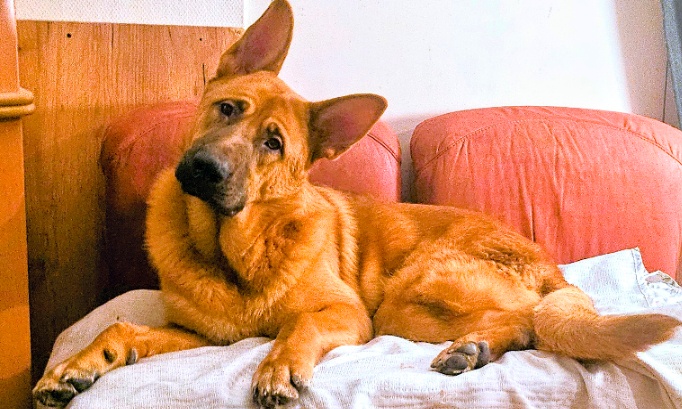 Sauvez Aslan d'une demande d'euthanasie injuste.