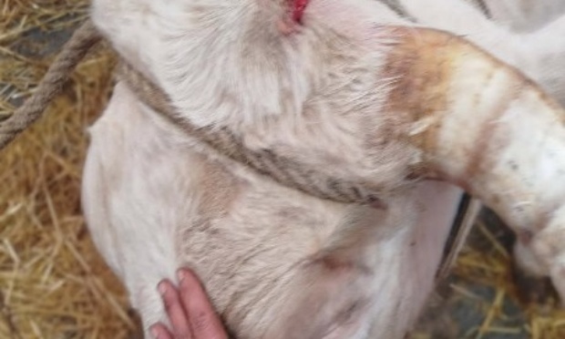 Foire des Rameaux de Bergues : Maltraitance animale !