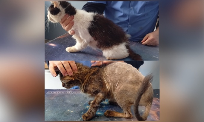 Chat dévoré par les puces : justice pour les chats victimes de maltraitance